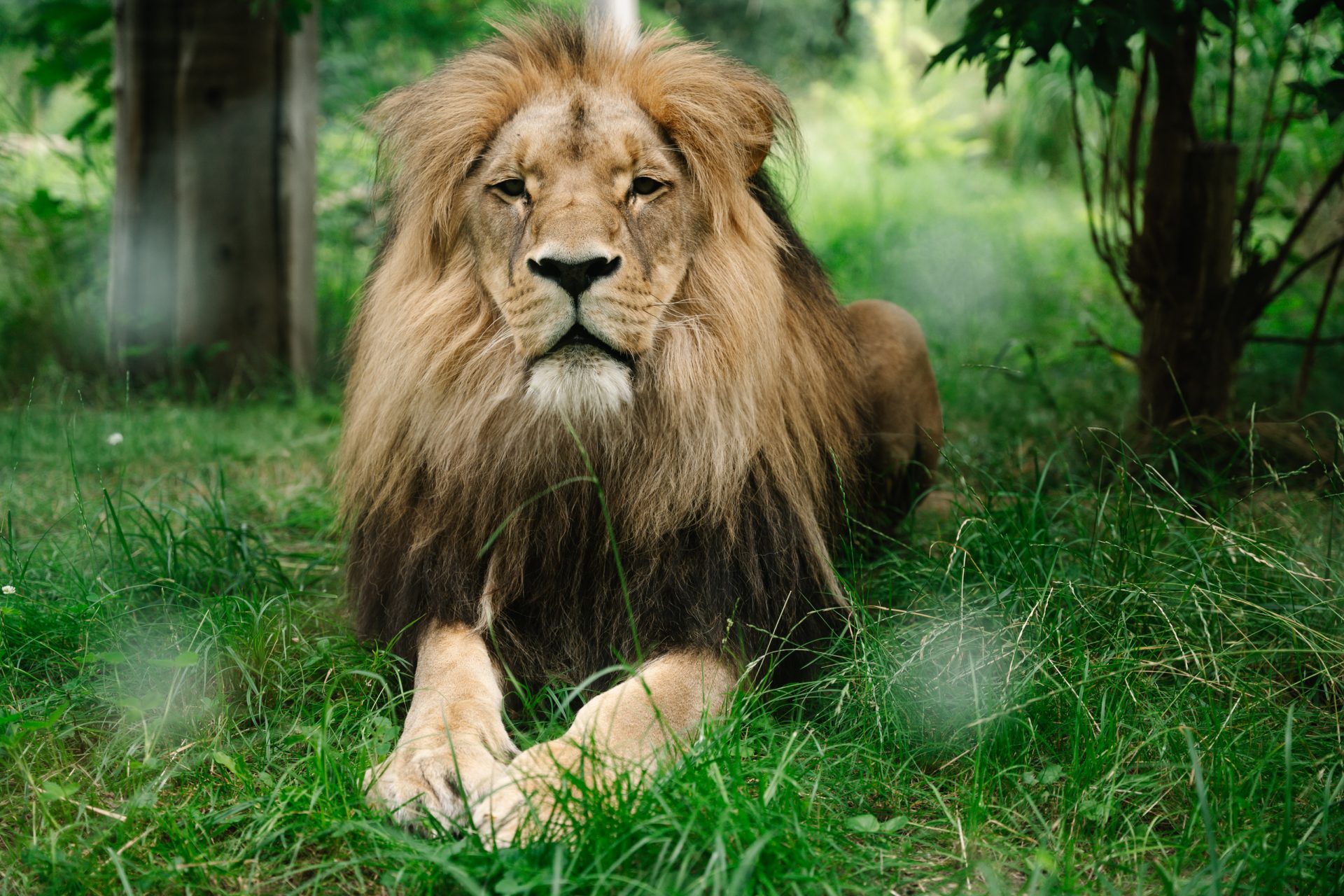 tavascan zoo
