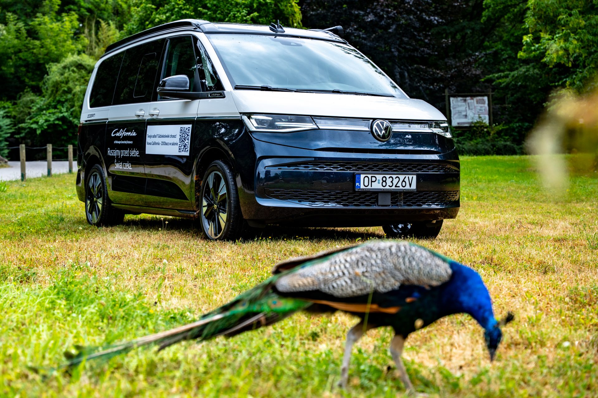 VW California, ekspozycja VW Lellek Opole w ZOO Opole